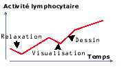 activite-lymphocitaire